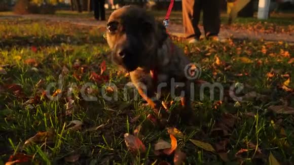 好奇的漂亮小狗把他的脸戳进相机镜头秋天女主人在公园里用皮带遛狗视频的预览图