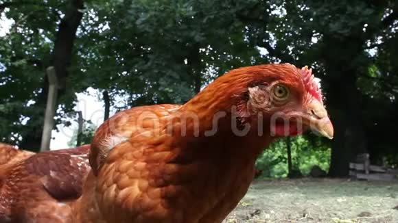 在农场里把家养鸡关上视频的预览图