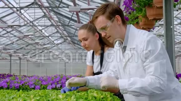 一个穿着白大褂和黑围裙的年轻男女科学家生物学家或农学家对花进行检查和分析视频的预览图