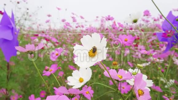 粉红色和白色的宇宙花田一朵白色的花上有蜜蜂视频的预览图
