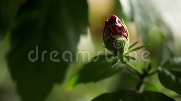 特写为未开封的红玫瑰花蕾和绿色花瓣自然之美库存录像美丽的玫瑰花视频的预览图