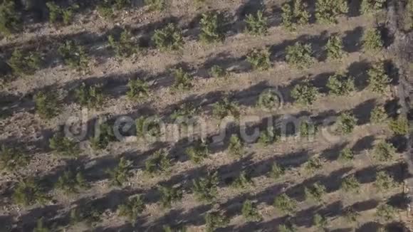 一个橄榄树林的镜头视频的预览图