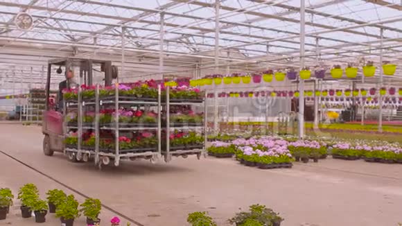 叉车运送鲜花现代温室的工作流程视频的预览图