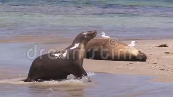 睡在沙滩上的海狮视频的预览图