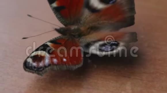 一只若虫蝴蝶从网上飞了出来生与死的概念视频的预览图
