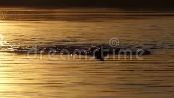 日落时分快乐的人在森林湖中仰泳视频的预览图