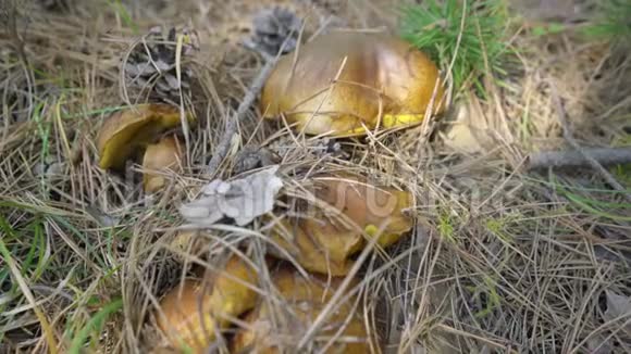 大自然背景下的蘑菇视频的预览图