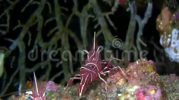 黄色条纹的红衣主教鱼OstorhinchusspLemberh海峡珊瑚1只视频的预览图