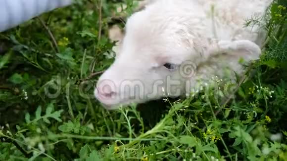 小孩在村里和一只小绵羊玩耍女孩抚摸着吃草的白羔羊视频的预览图