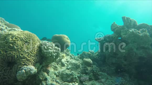 人类潜入水中漂流过珊瑚礁视频的预览图