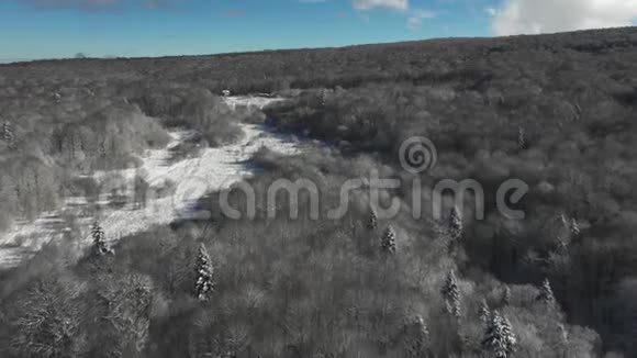 美丽的冬林树木覆盖着霜冻和雪空中射击视频的预览图