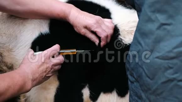 农夫用牛注射药物慢动作兽医援助视频的预览图