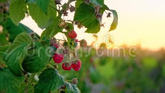 树莓的一支成熟的浆果在田野里随风摇曳夕阳下树莓的一支视频的预览图
