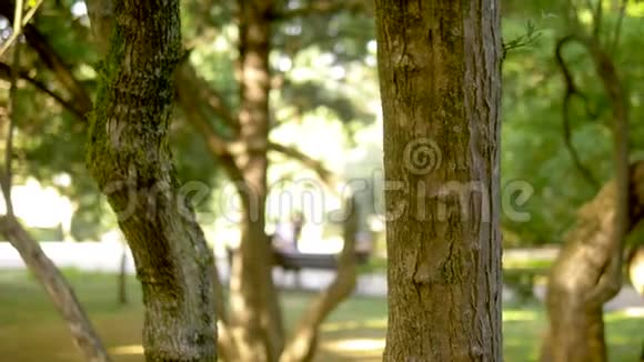 树干上的绿色苔藓集中模糊的夏季公园背景是步行者视频的预览图