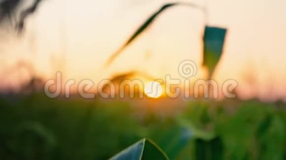 玉米地日落太阳落山地平线黄昏在田野黄昏的风景玉米叶片的焦点视频的预览图