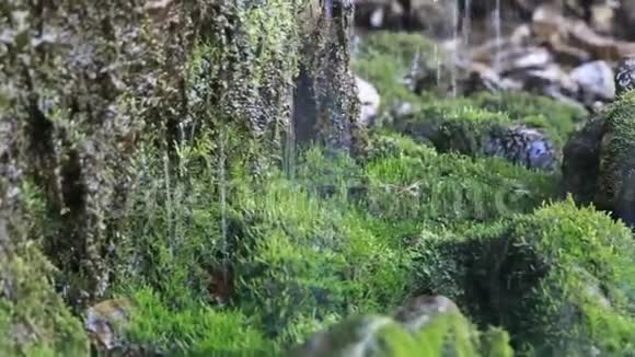 苔藓生长在光滑的棕色岩石上潮湿的光滑表面小瀑布与水缓慢地滴在颠簸的岩石上视频的预览图