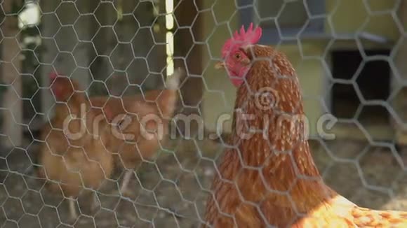 一群鸡在钢笔里视频的预览图