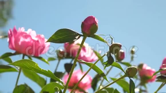 粉红色美丽的牡丹花在花园里摇动春天的风美丽的花蕾绽放芍药在视频的预览图