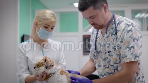 兽医和护士检查小狗视频的预览图