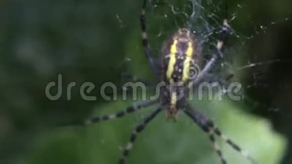 蜘蛛黄蜂阿尔乔普布伦尼奇视频的预览图