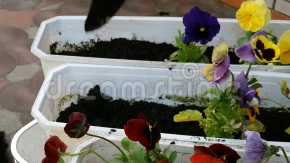 园丁用手在有泥土或泥土的花盆里种植三色紫罗兰视频的预览图
