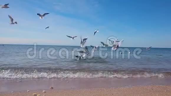 海鸥飞翔捡起扔给他们的食物海面上的海鸥视频的预览图