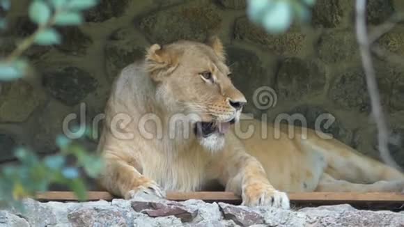一只狮子躺在动物园的石洞里视频的预览图