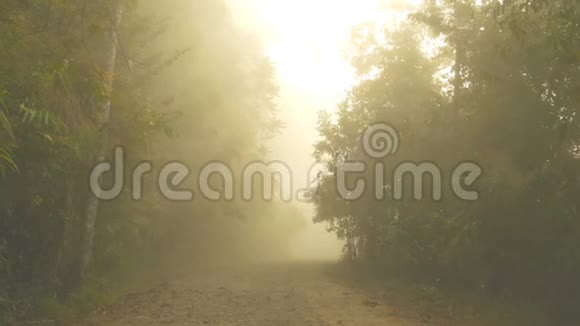 清晨在美丽的雾霭中走进森林视频的预览图
