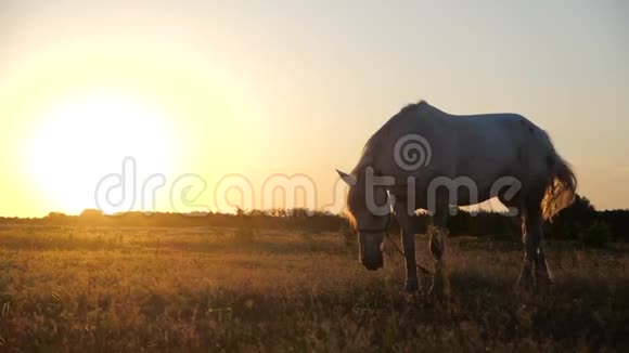 秋日无垠的田野里白母马在邋遢的黄昏中吃草视频的预览图