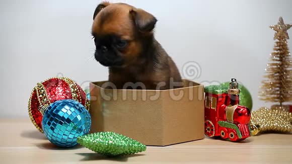 小狗盒子新年玩具白底高清镜头视频的预览图