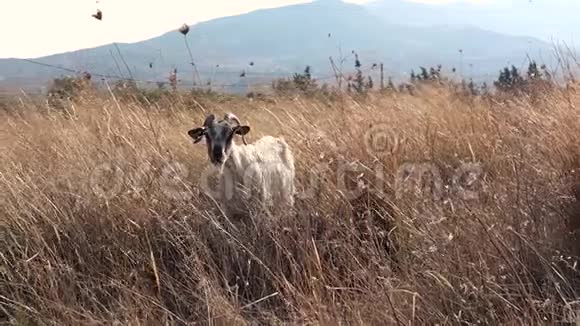 一群野山羊在田野上放牧视频的预览图