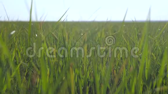 绿草地景观阳光自然慢动作视频草地公园的田野在风中摇曳美丽的风景视频的预览图