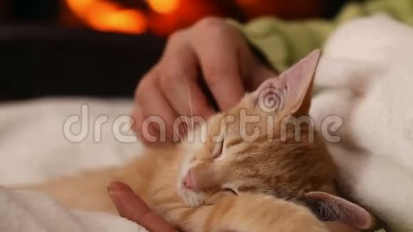 女人的手宠物可爱的小猫睡在她的大腿上视频的预览图