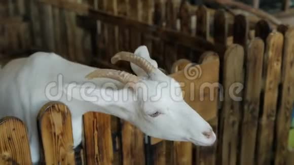 一只白山羊从木栅栏后面爬出来视频的预览图