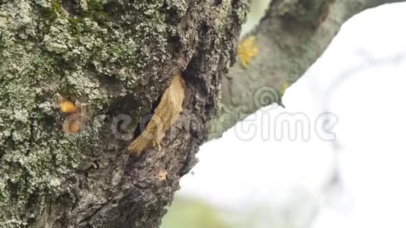 在一棵树上筑巢的欧洲黄蜂群视频的预览图