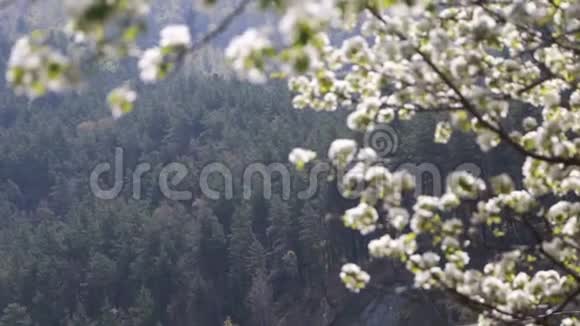 盛开的苹果树阳光明媚的春天绿草如茵视频的预览图