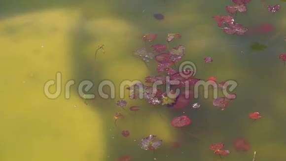 池塘中的水生植物湖面视频的预览图