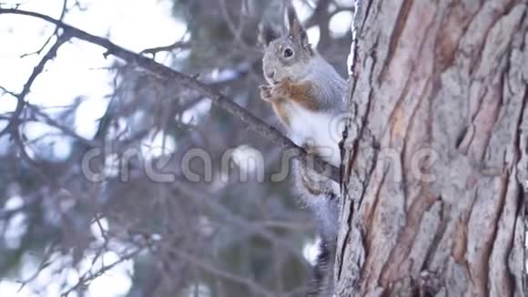松鼠吃树上的坚果松鼠在冬天啃坚果两条腿坐在公园的树上视频的预览图