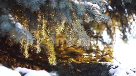 阳光下雪中云杉枝的特写蓝色云杉的枝干被温暖的阳光照得很美视频的预览图