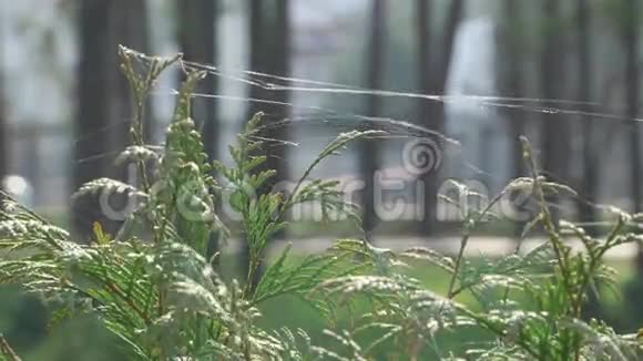 网上绿色植物视频的预览图