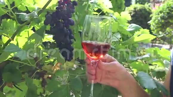 玫瑰酒可以倒在葡萄园背景下的玻璃杯里女人手拿着酒杯在葡萄园里视频的预览图