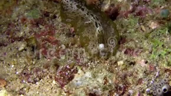 莱姆贝海峡鳞翅目海虫1号视频的预览图