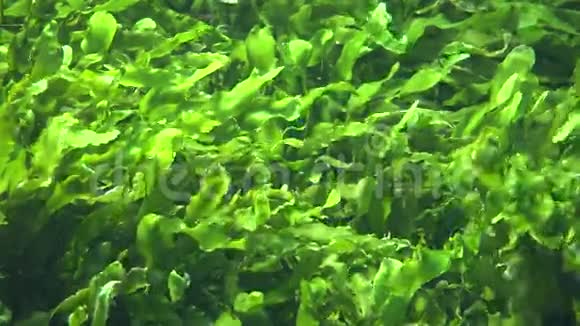 海藻和海藻视频的预览图