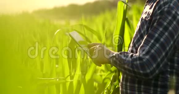后景一个现代农民手里拿着平板电脑摸着田里的玉米叶子视频的预览图