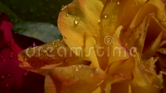 清晨的阳光下带水滴的黄玫瑰一束鲜花特写视频的预览图