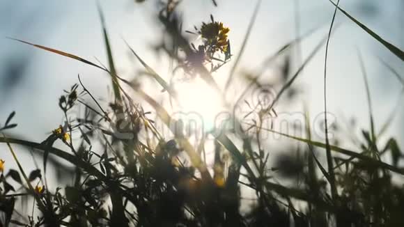 绿草蓝天景观阳光生活方式自然慢动作视频草地公园的田野在风中摇曳美丽视频的预览图
