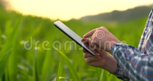 后景一个现代农民手里拿着平板电脑摸着田里的玉米叶子视频的预览图