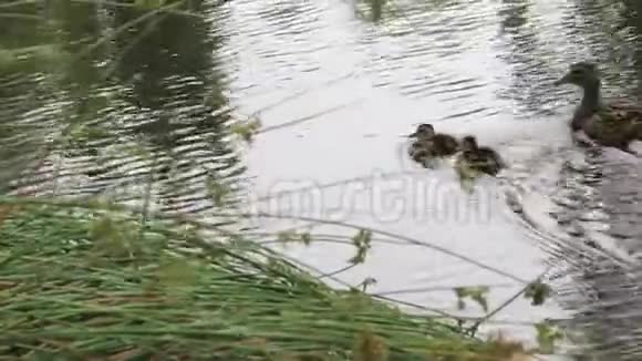 鸭子一家游到湖边草地视频的预览图