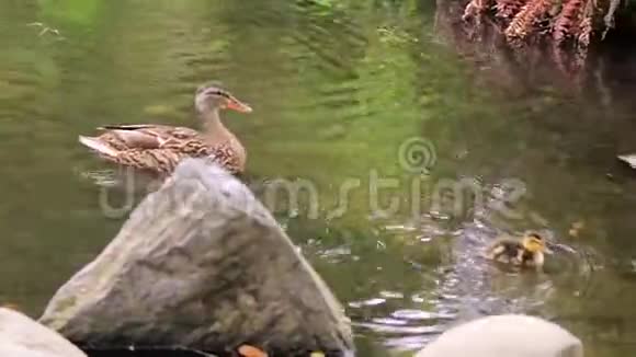 小鸭子和鸭子妈妈离开湖视频的预览图