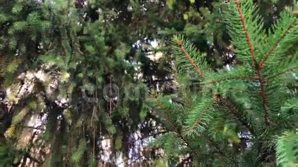 4K录像新鲜绿色针叶树枝的细节与阳光和耀斑视频的预览图